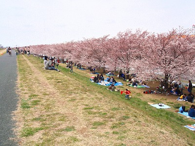 埼玉　防音賃貸モーツァルトパーク戸田公園は桜が見どころの河川敷があります