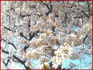 アクシルコート桜台・周辺環境