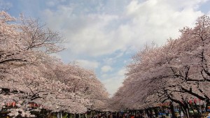 東京芸大　上野学園 に近い ＪＲ 山手線 京浜東北線 銀座線の 上野 音楽マンション　の近くの上野公園